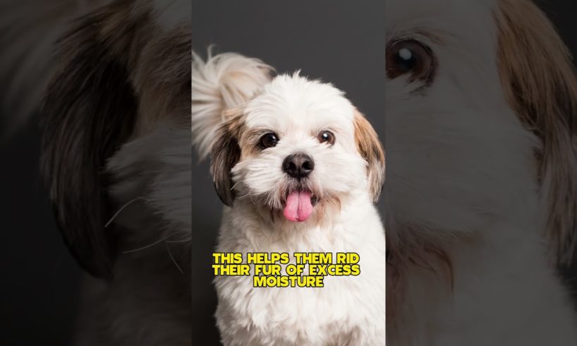 Why do dogs shake their bodies after waking up or playing? #Animals #dogs #puppies #doglover #love