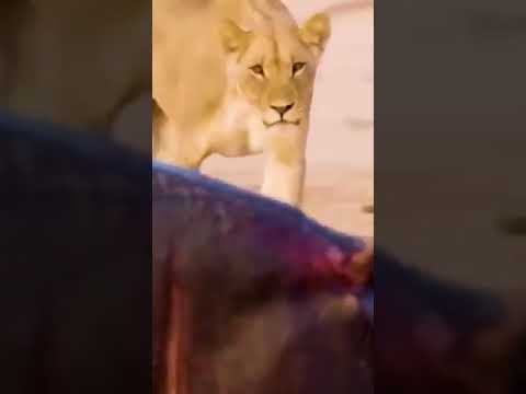 Wild Animal Fights that ended the Wrong way [ Like & Sub ]
