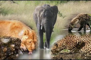 Wild Animals Drinking Water & Watch What Animals Next!