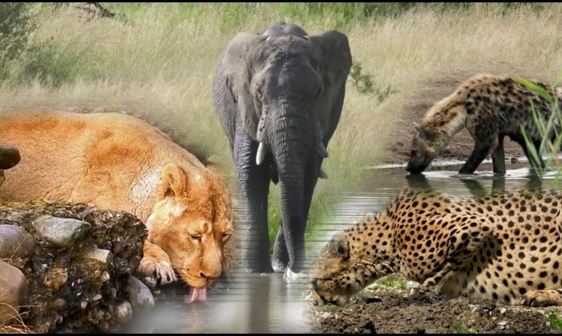 Wild Animals Drinking Water & Watch What Animals Next!