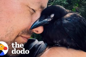 Wild Crow Has Coffee With His Rescuer Every Day | The Dodo Wild Hearts