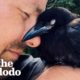Wild Crow Has Coffee With His Rescuer Every Day | The Dodo Wild Hearts