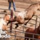 Wild Horse Immediately Recognizes His Girlfriend After Years Apart | The Dodo Faith = Restored