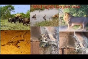 Wild animals attached/Wild animals fight/scary animals fight/animals/animal fights#viral#youtube
