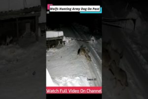 Wolfs Killing Army Dogs On Check Post 😭😭#animals #shorts #attacks #fights #wolf