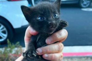 Woman Finds Elusive Cat After a Year of Searching and Rescues Her Kittens too