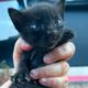 Woman Finds Elusive Cat After a Year of Searching and Rescues Her Kittens too