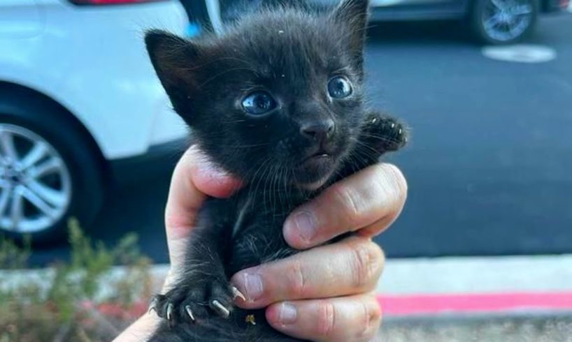 Woman Finds Elusive Cat After a Year of Searching and Rescues Her Kittens too