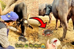 Ye Turtle Buffalo Ny Mar Dia kia 🥺 | Turtle Ko Rescue Kia Lkn😰 | Turtle Mar Gya 😭