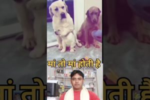 animal help vedio dog #shorts #youtubeshorts #animal #viral #dog