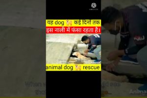 animal rescue team dog | #shorts #facts #animals #dog #viral