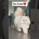 animal video,animals,animal rescue,cat,cute animals,animals the dodo,the dodo animals,rescuing anima