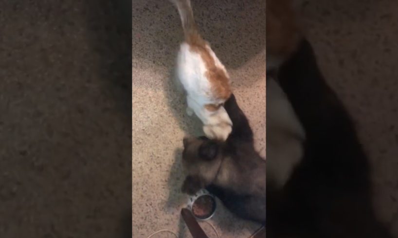 🐻🐱 #animalshorts #shortsvideo #animalsvideo #shortsanimais #animals #shorts