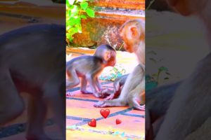 baby playing with brother #libby #monkeyliby #babyanimals #animals #lovermonkeypro #babyanimal