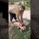bander mama is playing with toy car. #monkey #animals #dog #pets #funny #comedy