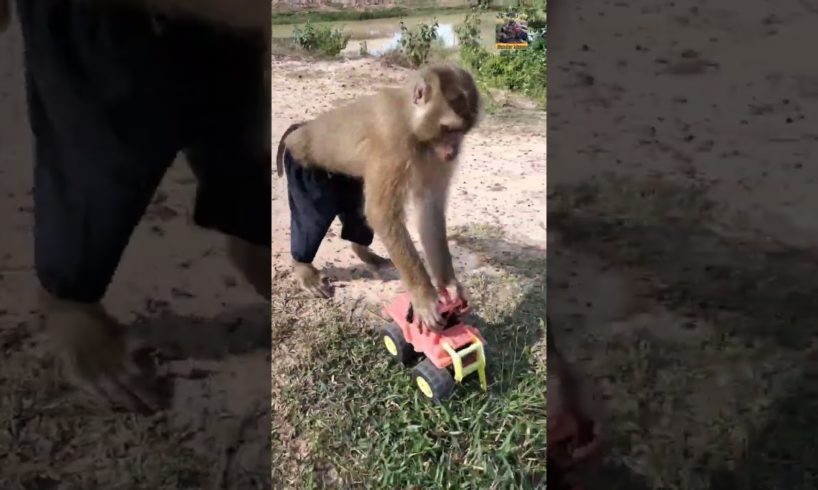 bander mama is playing with toy car. #monkey #animals #dog #pets #funny #comedy