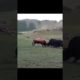 bull vs yak fight 🥱 #shorts #discovery #entertainment