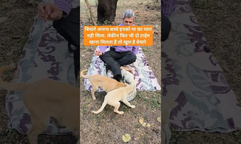 cute puppies #cutepuppies #cutepuppy #funnypuppies #dog #funnypuppy #adorablepuppy