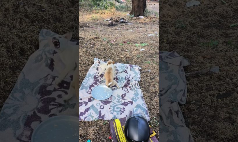 cute puppies #cutepuppies #dog #cutepuppie #cutepuppy #doglover