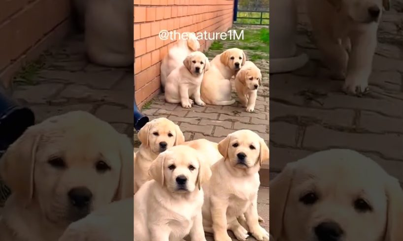cute puppies dance❤💗🐕 beautiful puppies🤗❤💕 #dog #puppy #happy #cute #trending #shorts #viral #short