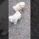 #cute #puppies #funnyvideo