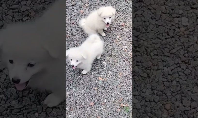 #cute #puppies #funnyvideo
