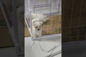 cute puppies in cage #shortsvideo #dog #satisfying #maltese #pets #animals #aso #cute #puppies #love