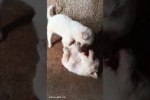 cute puppies playing#cute #pets #viral #shortvideo #trending