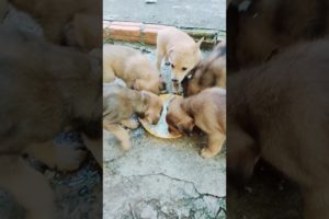 cute puppies😍 #puppies #dog