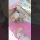 cute puppies #shorts #shortvideo