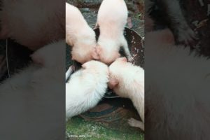 cute puppies starting to eat#pets #shortvideo #trending #viral