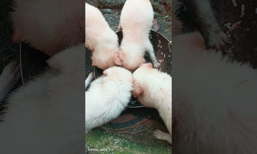 cute puppies starting to eat#pets #shortvideo #trending #viral