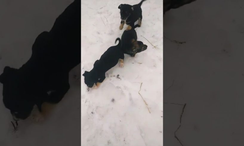 cutest Puppies #shorts #cute #funny #adorable