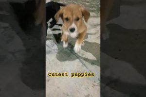 cutest puppies fun with music πΊπ#cute#puppy #shorts #shortvideo #youtubeshorts