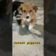 cutest puppies fun with music 😺🙀#cute#puppy #shorts #shortvideo #youtubeshorts