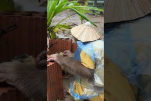 cutis rescues ducklings during a rainstorm #familycutis  #monkey #cutis #shortvideo