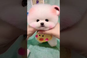 dog videos 🐶😍 cute Puppies 💖♥️ #shorts #dog #puppy