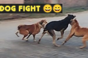 dogs fight #dogs #fighting #funny #comedy #ytshorts