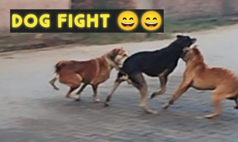 dogs fight #dogs #fighting #funny #comedy #ytshorts