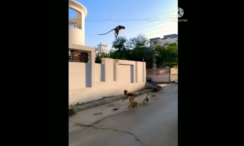 jungle primer league|| monkey vs dogs funny animal fights