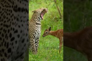 leopard playing with a baby impala #animal #wildlife