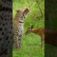 leopard playing with a baby impala #animal #wildlife