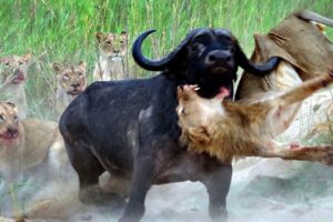 lion vs buffalo  | top moments animal fights