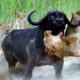 lion vs buffalo  | top moments animal fights