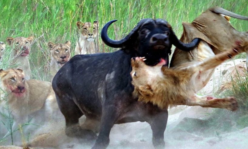 lion vs buffalo  | top moments animal fights