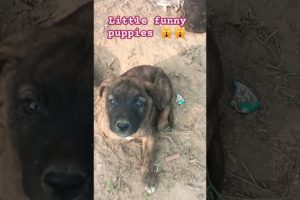 little Puppies shorts, cutest puppies ππ#cutest #puppy #shorts #viralvideo #ytshorts