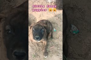 little Puppies shorts, cutest puppies 🙀🙀#cutest #puppy #shorts #viralvideo #ytshorts