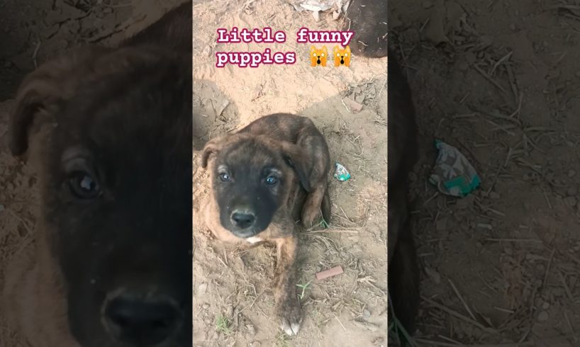 little Puppies shorts, cutest puppies 🙀🙀#cutest #puppy #shorts #viralvideo #ytshorts
