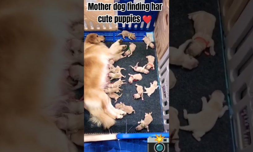 mother dog finding har cutest puppies ❤️❤️📸 total 16 puppies ❤️🤍 great mother 🫡🫡🫡