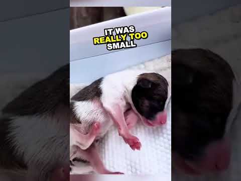 #newborn #puppy is rescued by #kindness #animals #viral #shorts #love #hope #faith #humanity #help